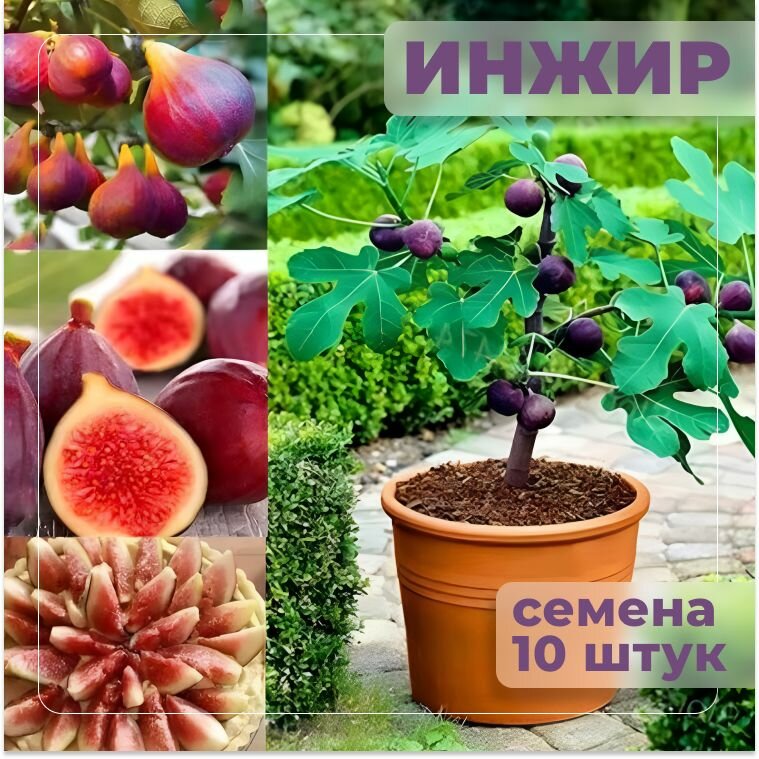 ИНЖИР экзотический фрукт для выращивания дома и в саду семена 5 штук