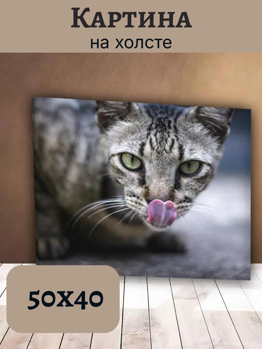 Картина Постер Кот Кошка Cat 40x50 серый полосатый кот