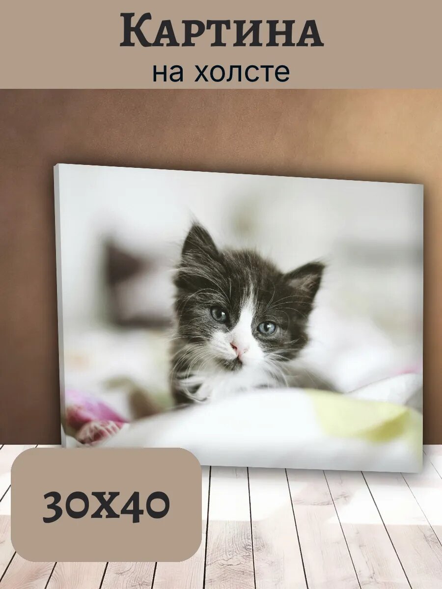 Картина Постер Кот Кошка Cat 30x40 пушистый котенок