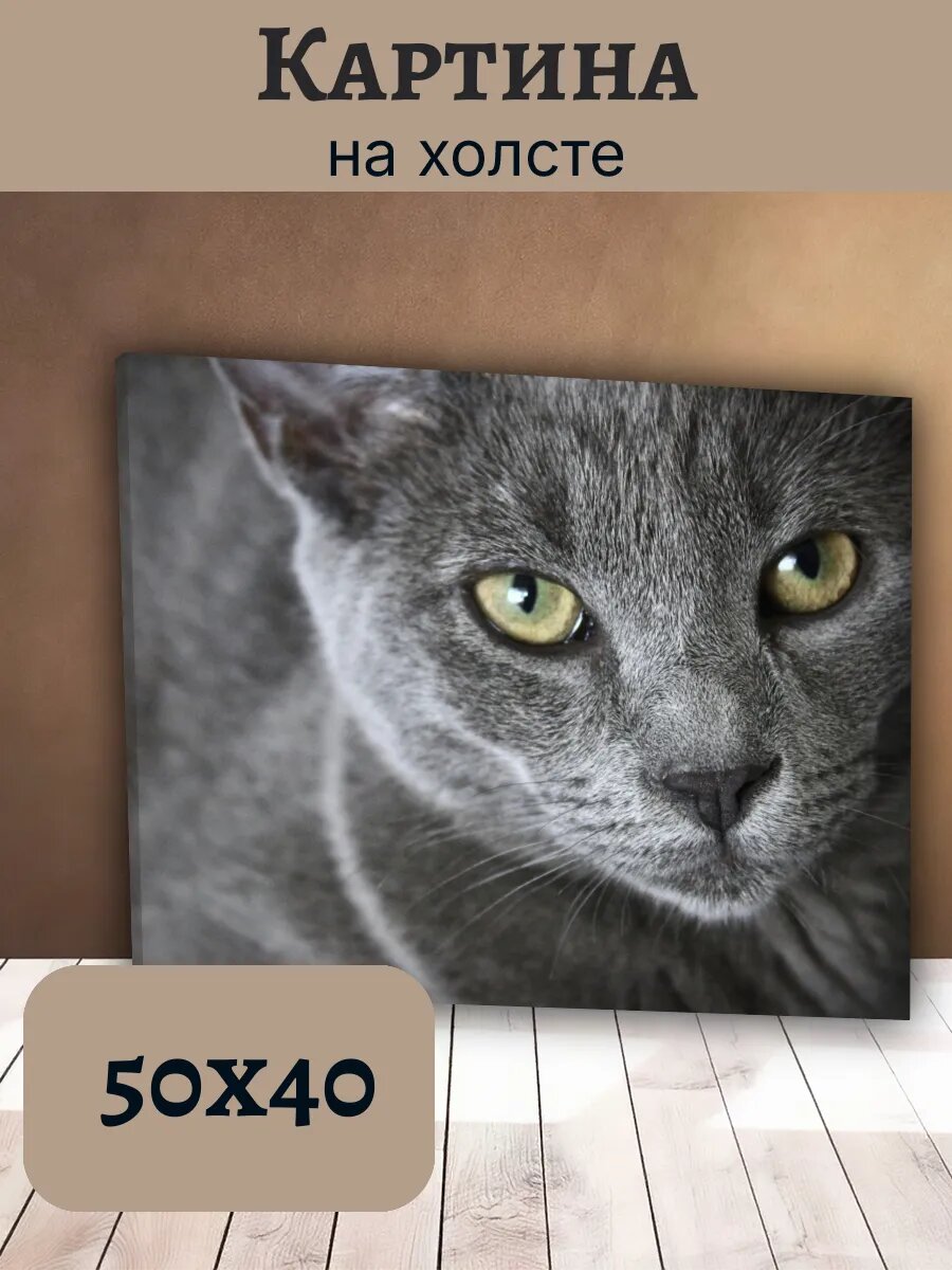 Картина Постер Кот Кошка Cat 40x50 серая кошка портрет