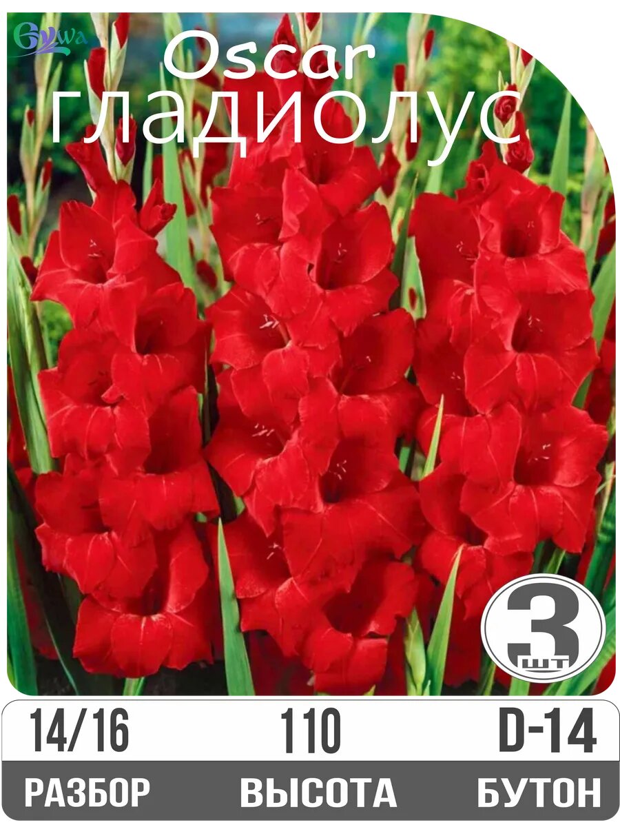Гладиолус крупноцветковый Оскар луковицы многолетние3 шт.