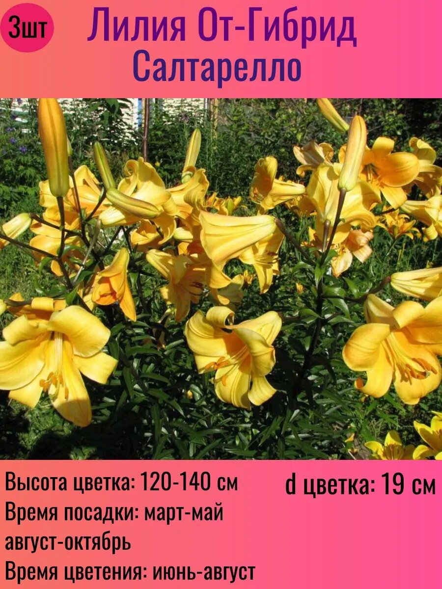 Лилии луковицы От-гибрид многолетние 3 штуки