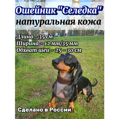 Ошейник для таксы селедка кожаный