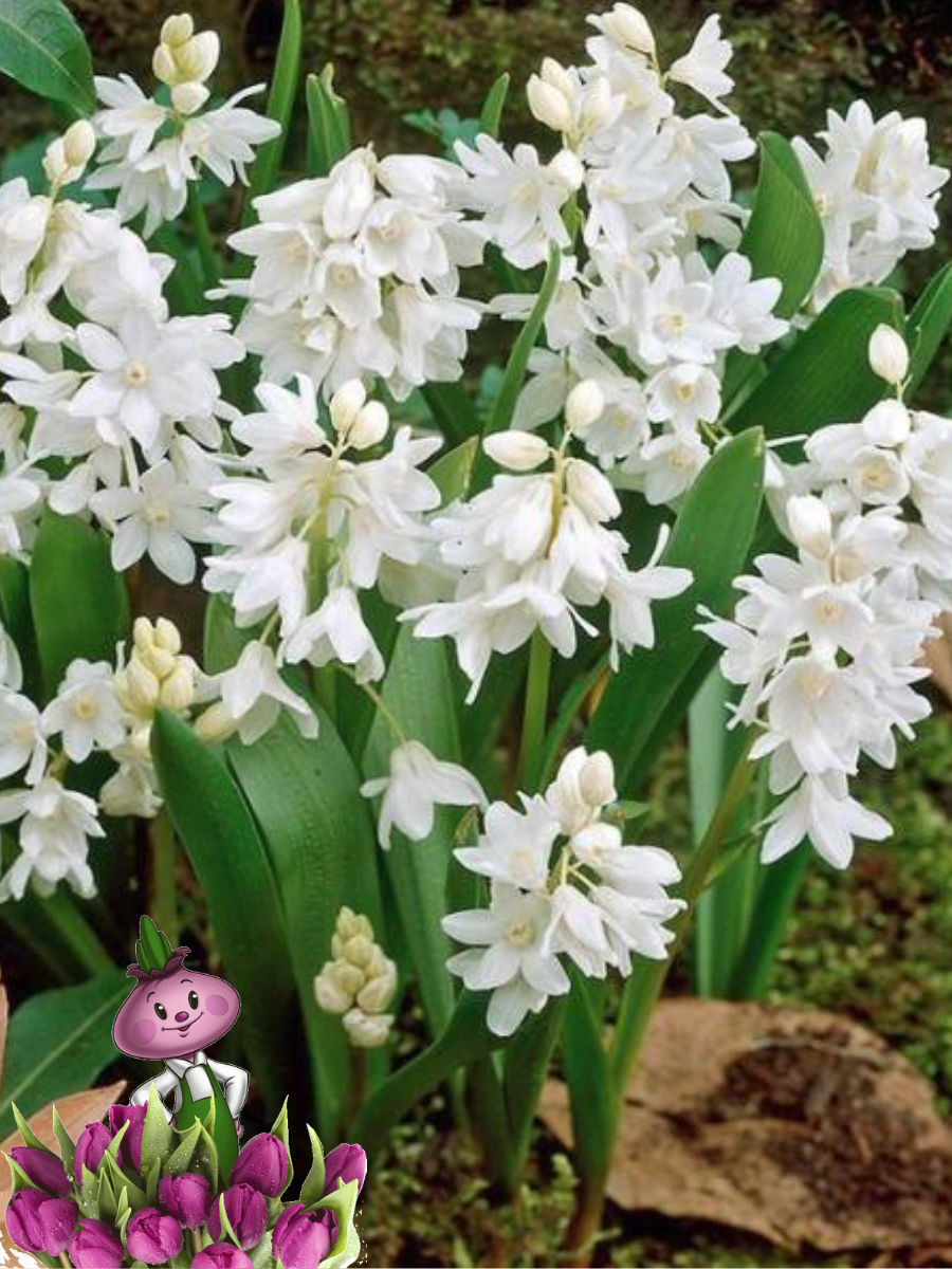 Луковицы цветов сhipollino flowers пушкиния LIBANOTICA ALBA (10 луковиц)