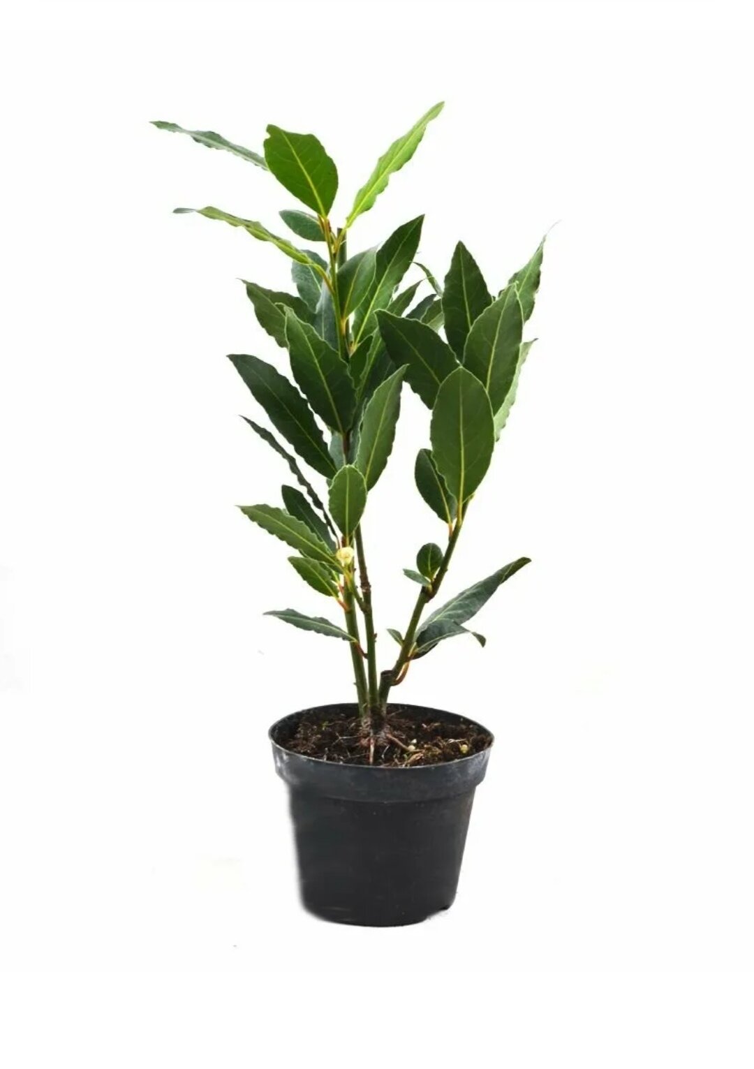 Лавр благородный куст от 60см до 1100см