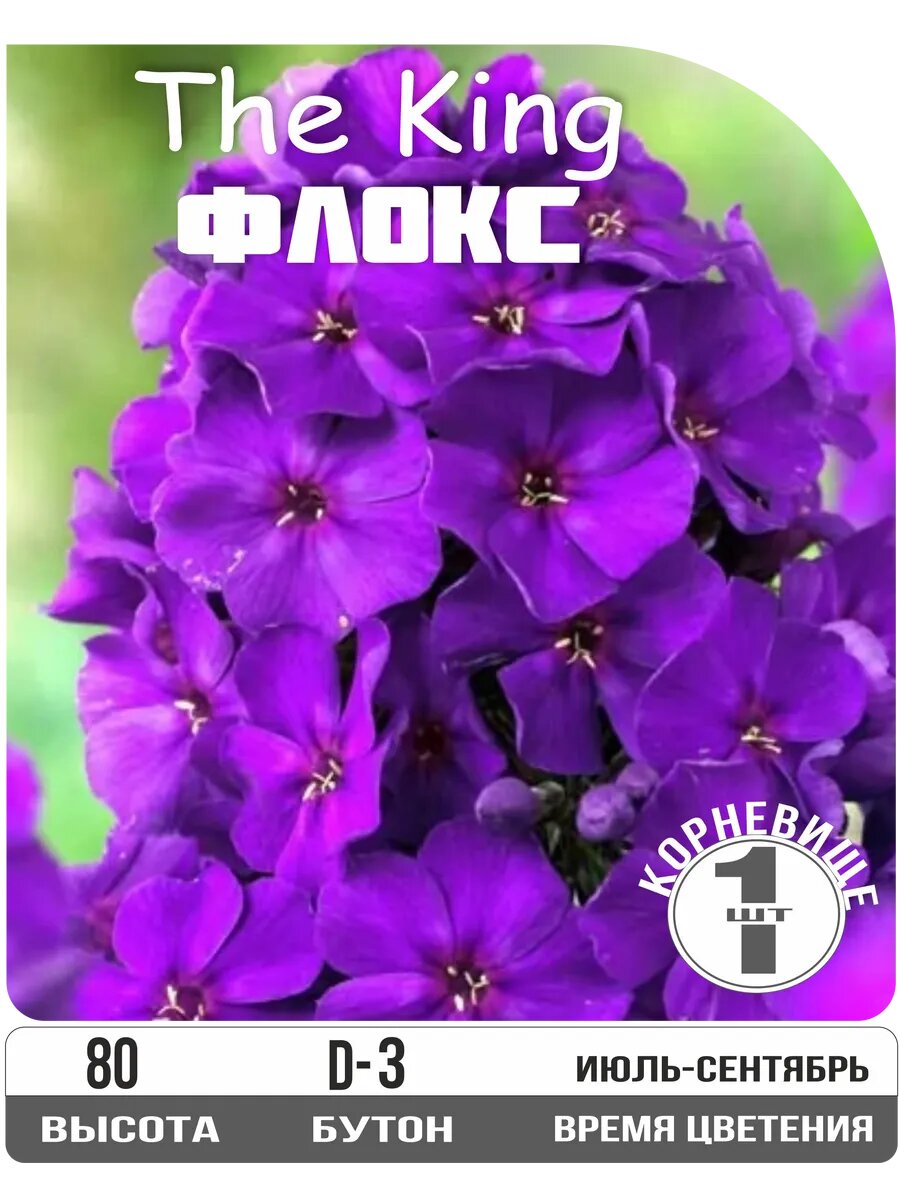 Флокс метельчатый Кинг корневище многолетник фиолетовый высота 80 см 1шт