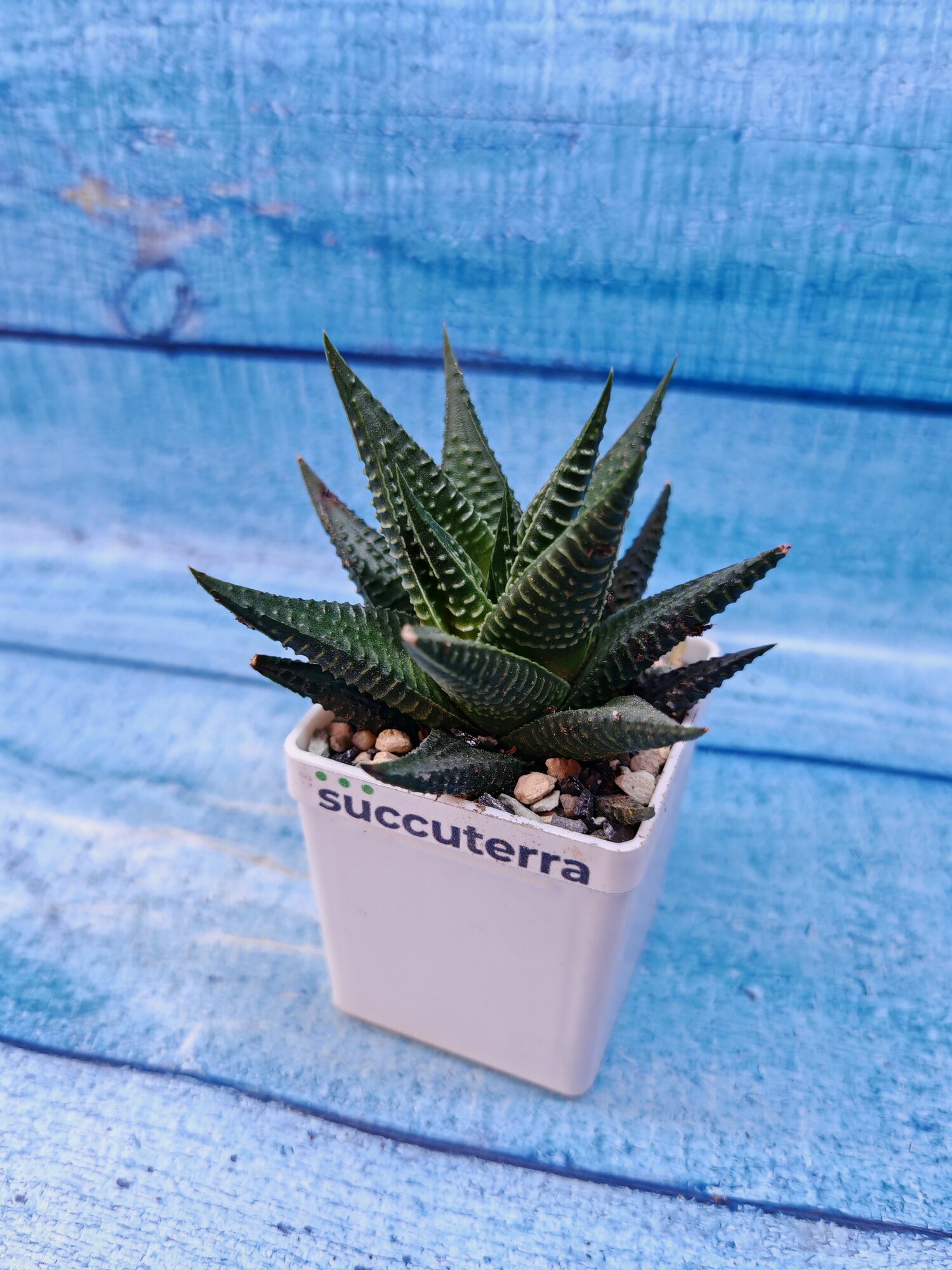 Суккулент Haworthias Limifolia (Хавортия). Диаметр горшка 5 см. Субстрат Succuterra Classic и фирменный горшочек в комплекте.