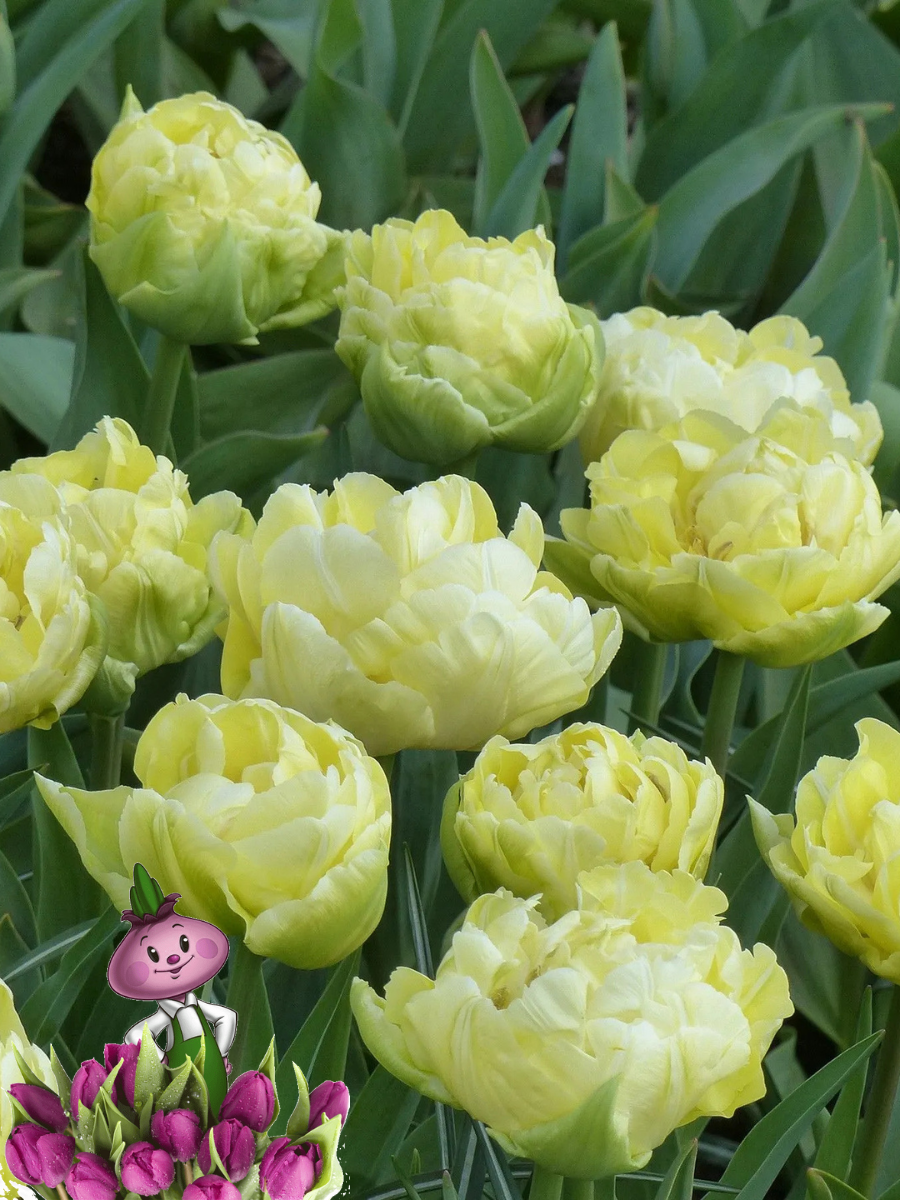 Луковицы цветов  chipollino flowers  Тюльпан AVANTGARDE  5 луковиц  