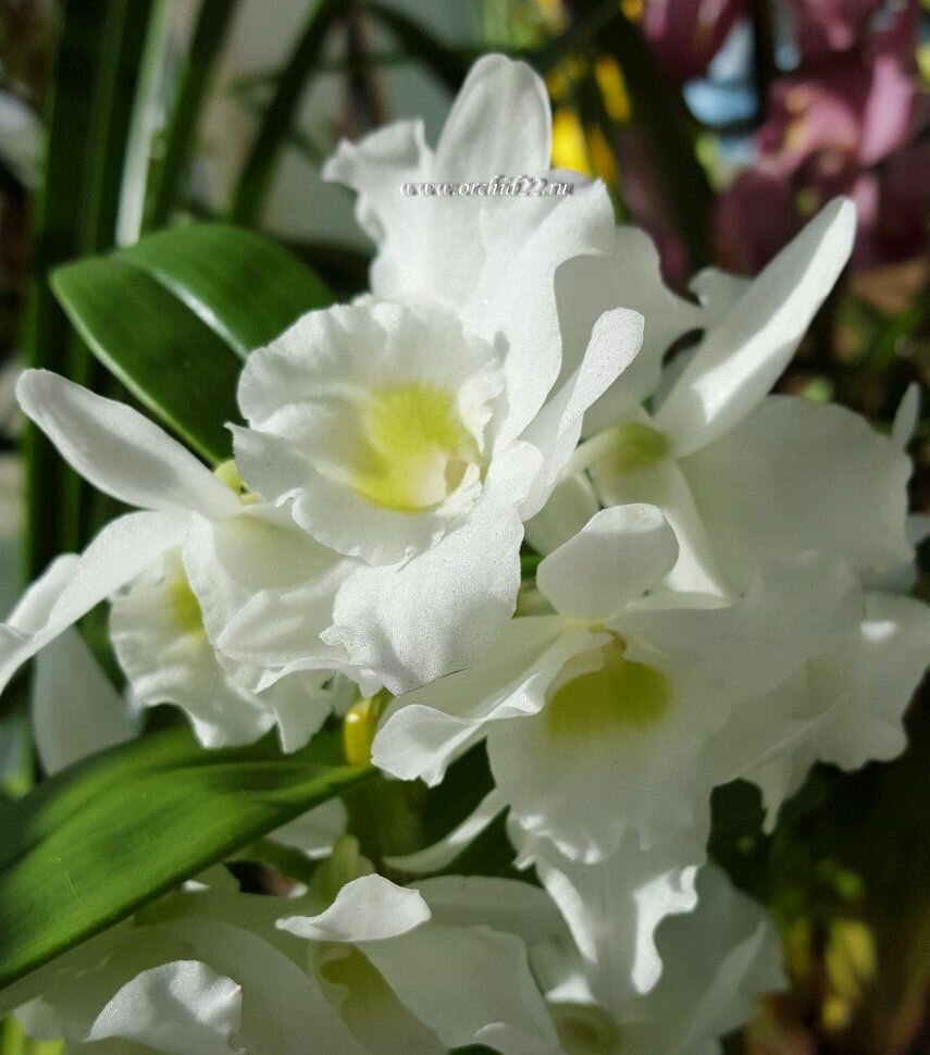 Орхидея Dendrobium Spring Dream Apollon (отцвёл) d-12см