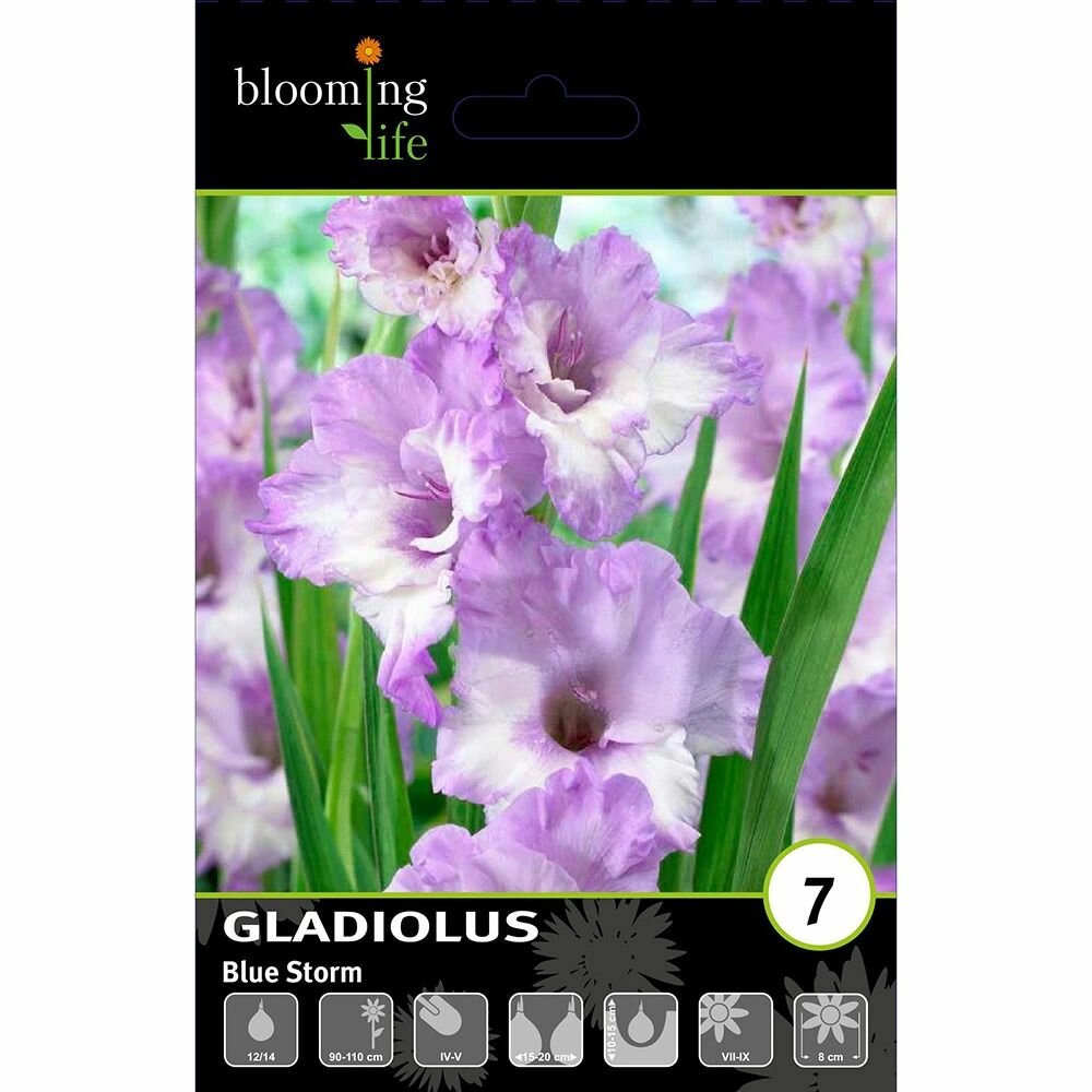 Гладиолус крупноцветковый Блю Сторм 7 шт