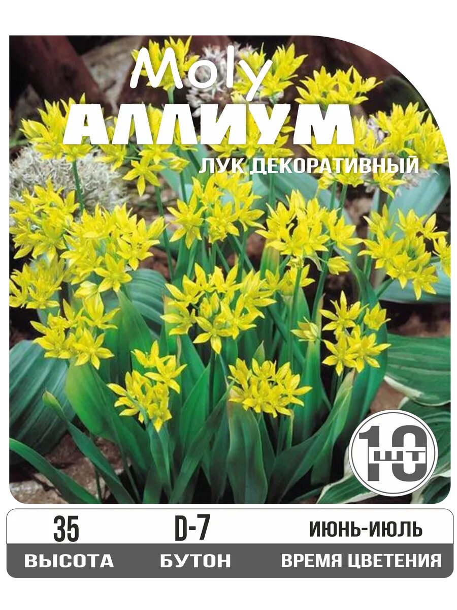 Лук декоративный (Аллиум) Моли, луковица 10шт.
