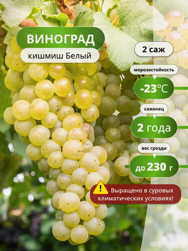 Изображение товара Виноград кишмиш белый , без косточек, среднепоздний, 2 шт, бессемянный
