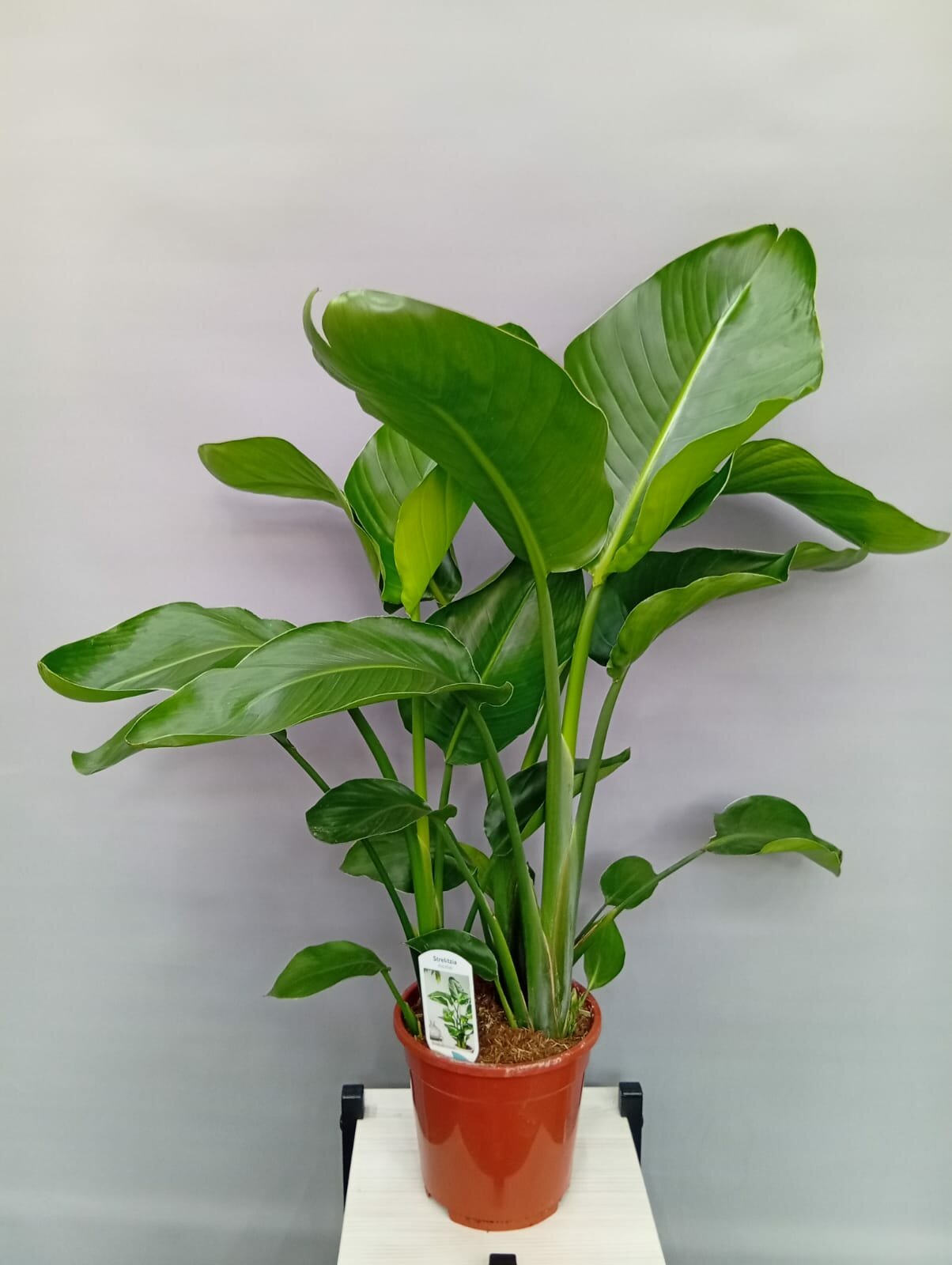 Комнатное растение Стрелиция Николая высотой 80 см. Горшок 17 см.