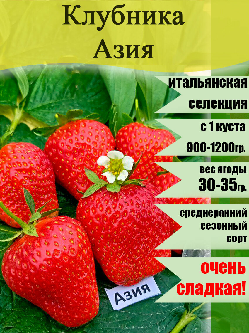Земляника Азия (сезонная) 6 штук