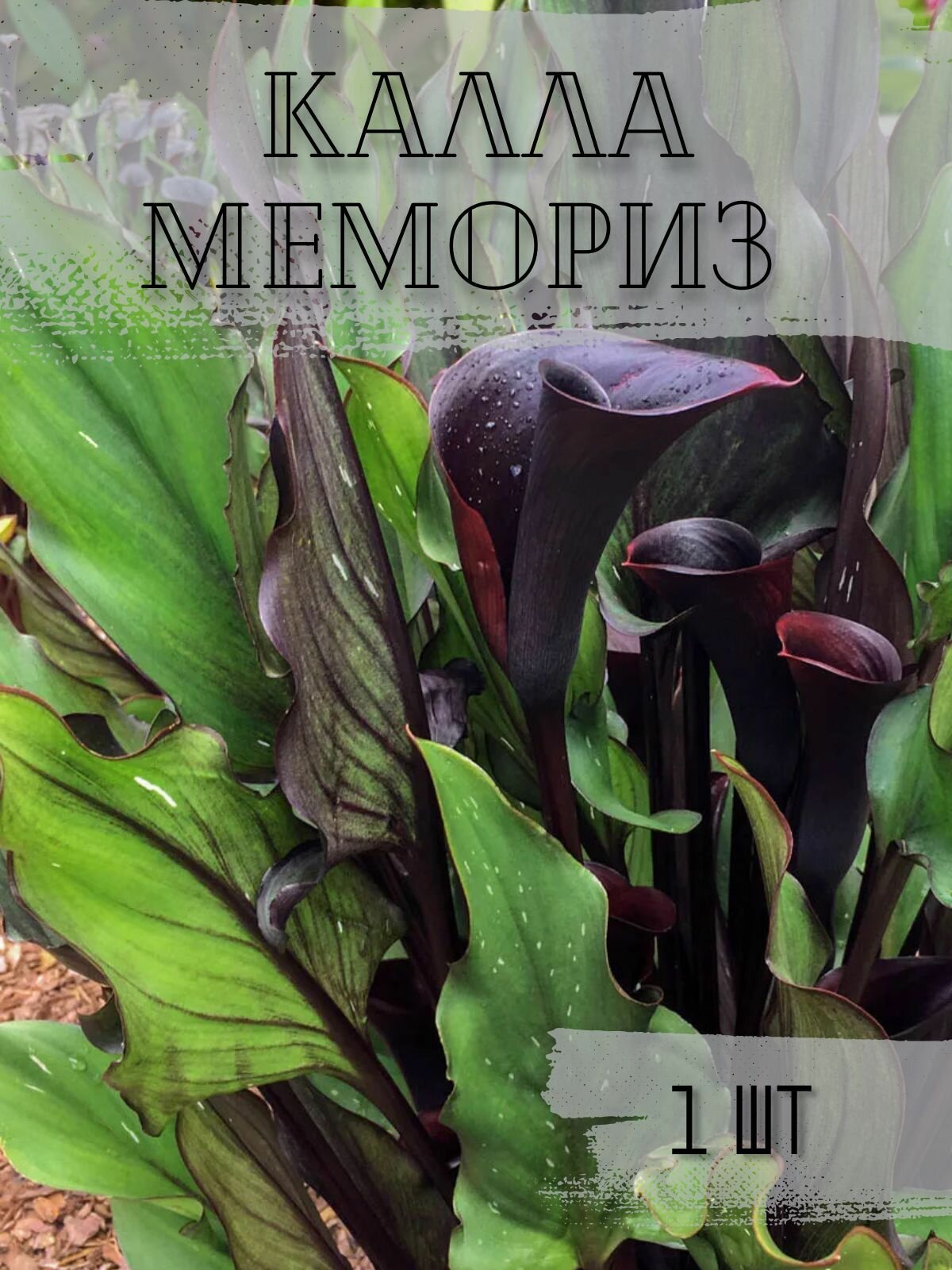 Калла Мемориз 1шт