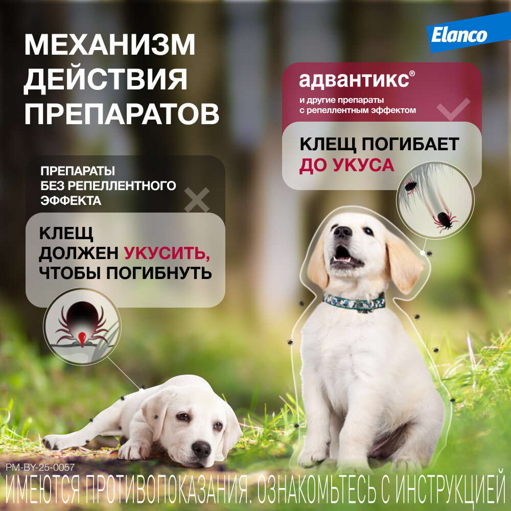 Адвантикс (Elanco)  для собак от 25 до 40 кг для защиты от блох, иксодовых клещей и летающих насекомых и переносимых ими заболеваний, 1 пипетка в упаковке — фото 1