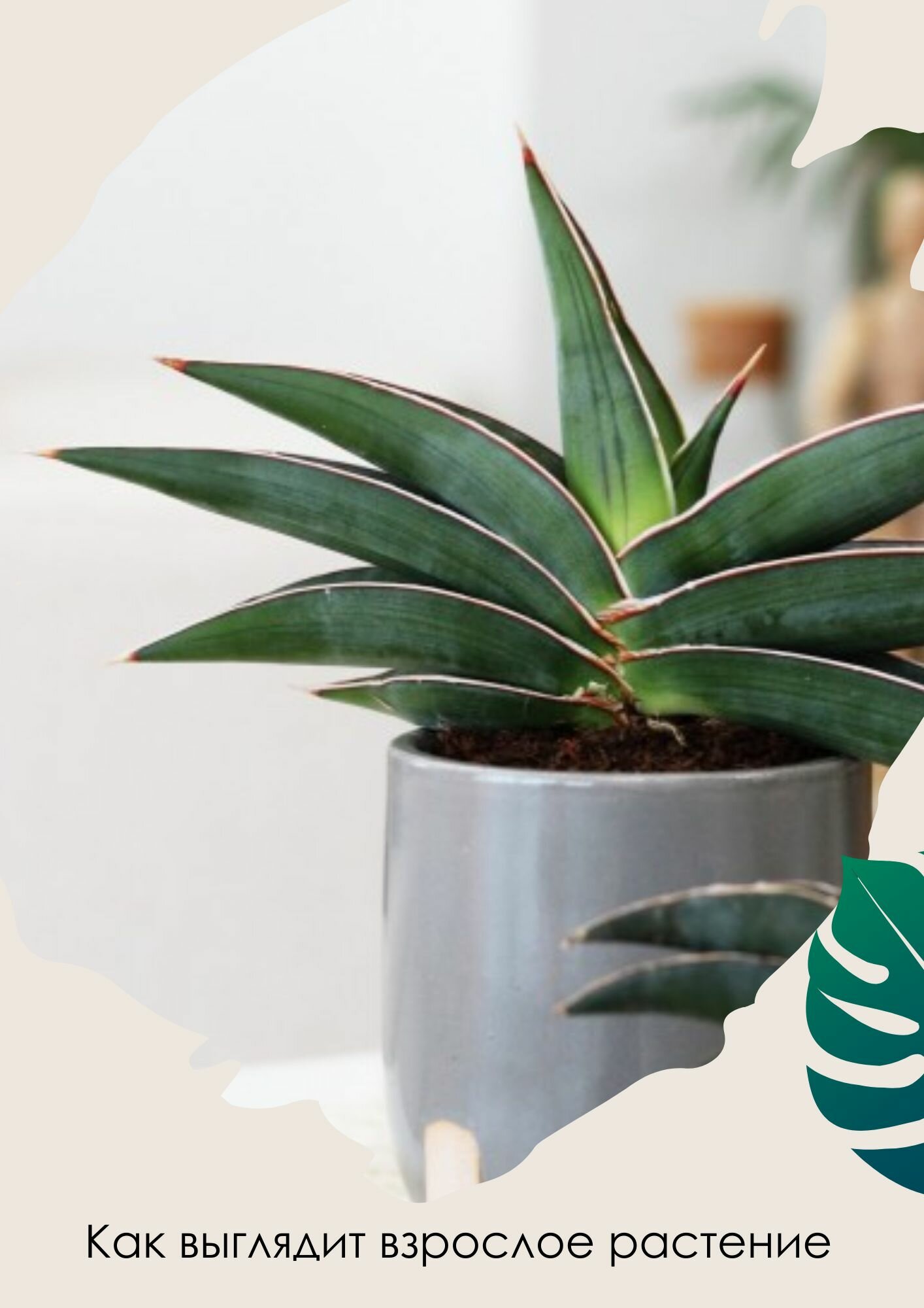Сансевиерия Альмонд Сильвер (Sansevieria Almond Silver) D7,5см, домашний цветок