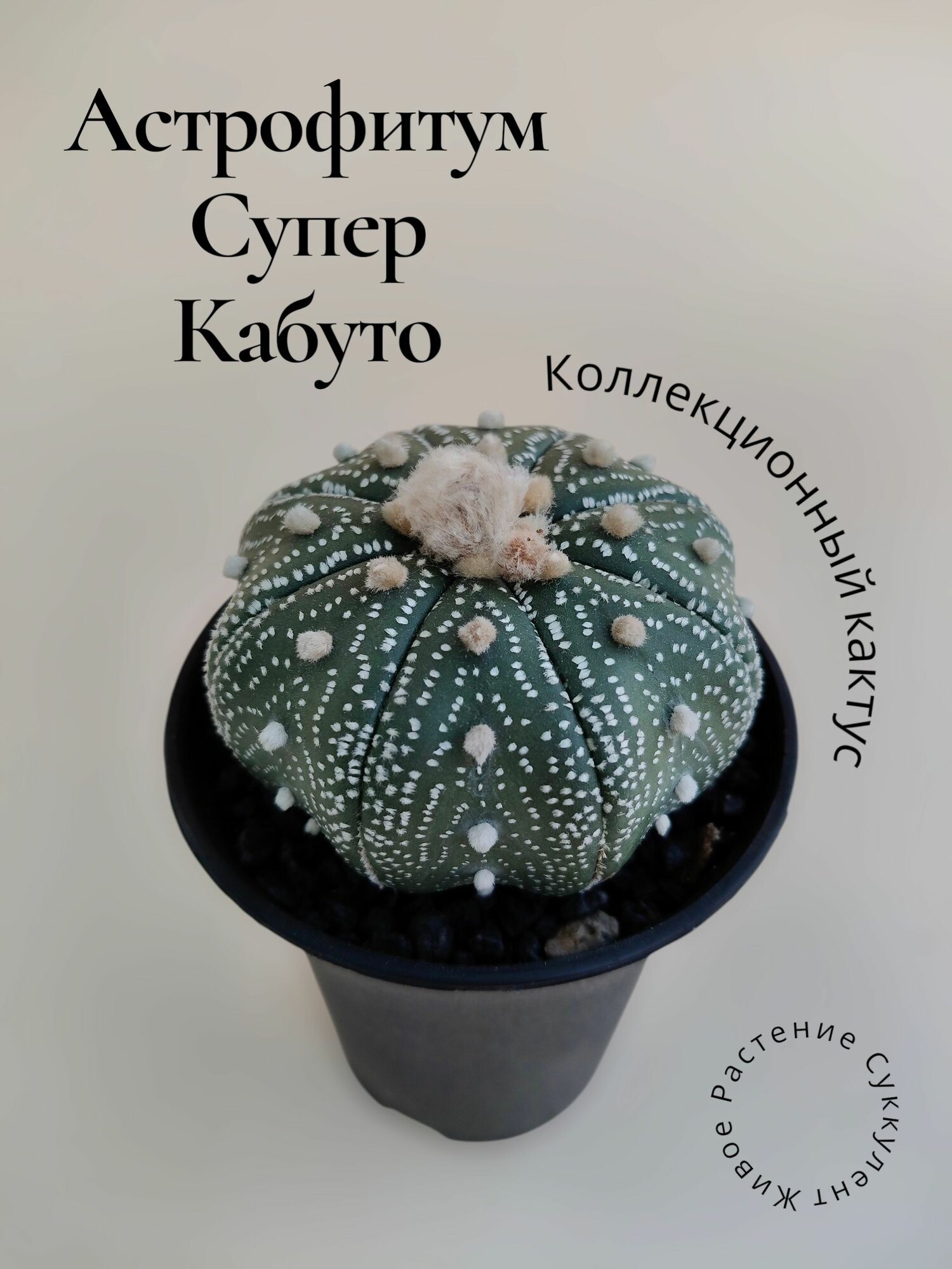 Астрофитум Супер Кабуто (Astrophytum Asterias) Коллекционный кактус Суккулент Живое растение