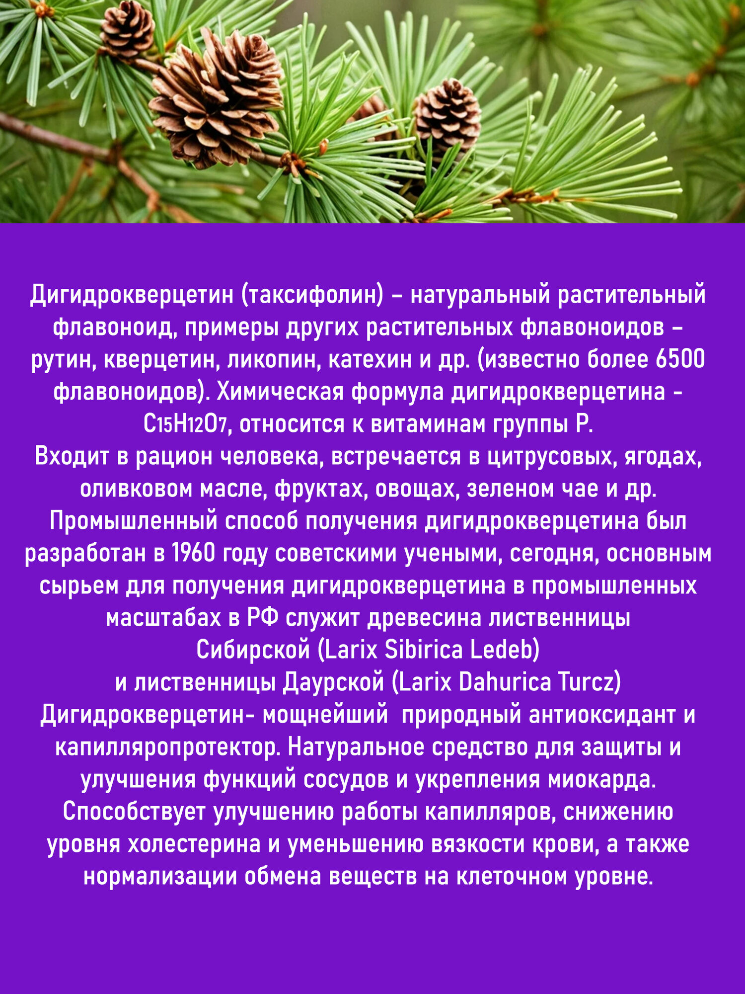 Картинки Витамины для сердца и сосудов Дигидрокверцетин с калием, магнием и витамином В6 Доктор Мясников ТМ Здоровье без переплаты капсулы 1025 мг. №30. (БАД) ГК ФораФарм. Набор 3шт.