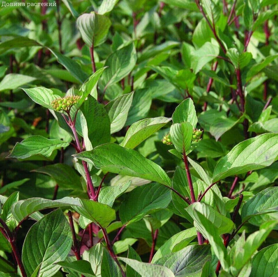 Дерен белый Сибирика 1 саженец в горшке С3 (60-90 см)