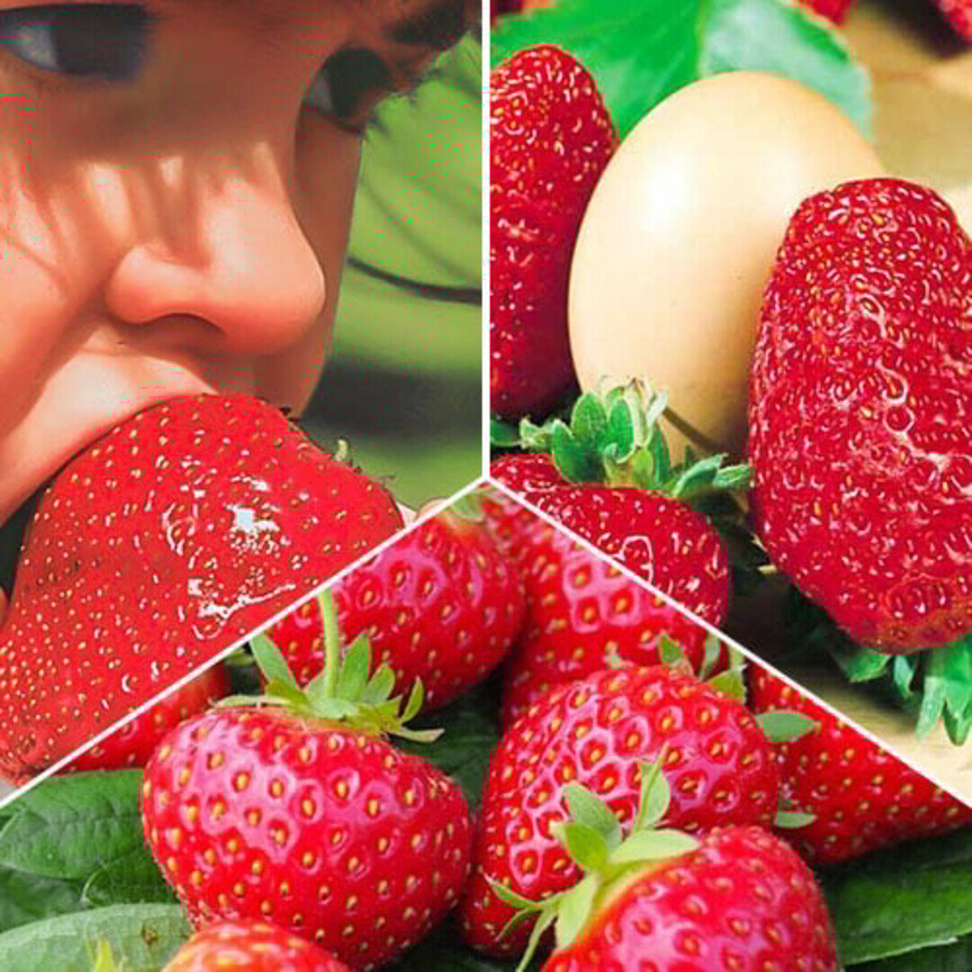 Комплект клубники Урожайная грядка из 3 сортов   15 шт    морозостойкие