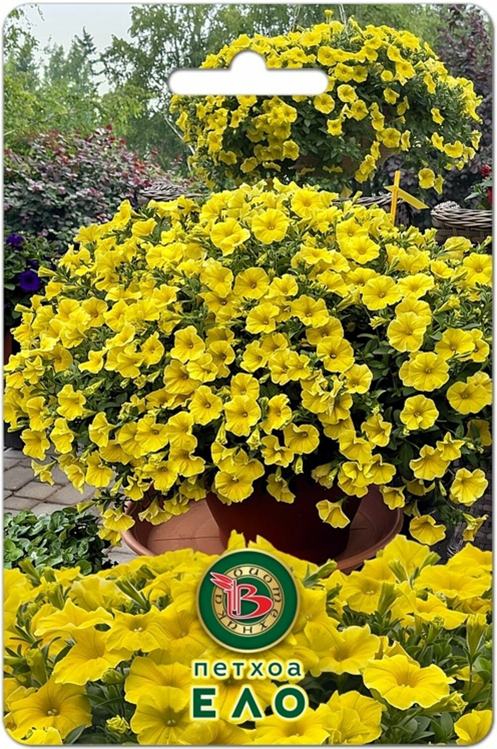 Петхоа Кадибурст желтый 5 семян/ Биотехника