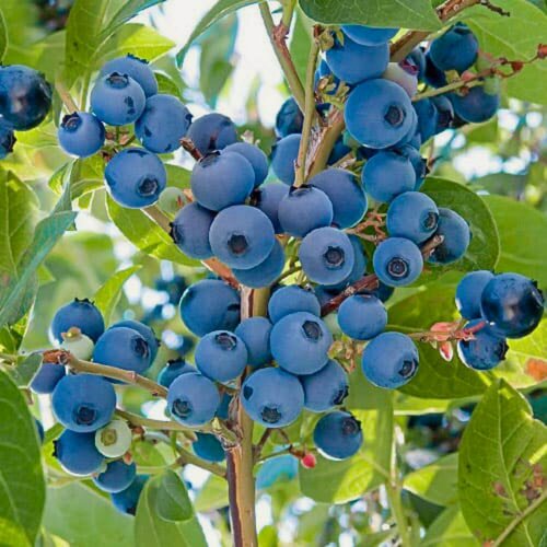 Изображение товара Голубики "Дабл", крупноплодный, многолетнее растение, 1 шт