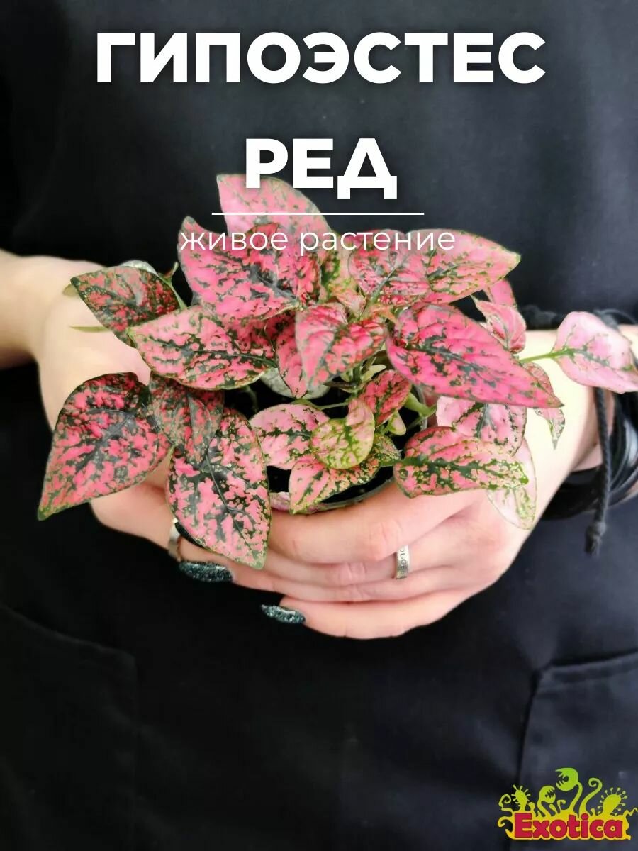 Гипоэстес Листоколосковый Ред (Hypoestes Phyllostachya Red) D6см