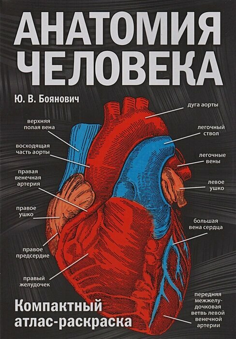 Анатомия человека: компактный атлас-раскраска