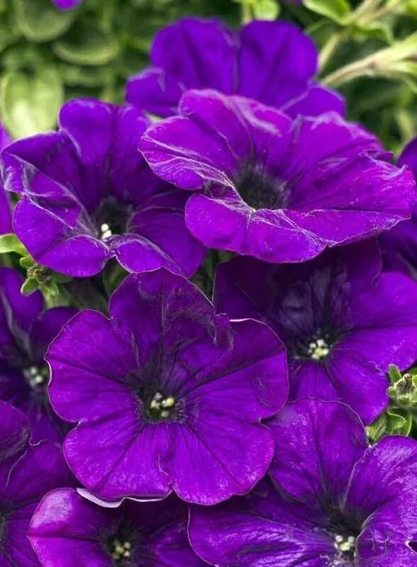 Семена петунии Агрофирма аэлита "Слалом F1", каскадная, гибридный сорт, синие, 30см — фото 1