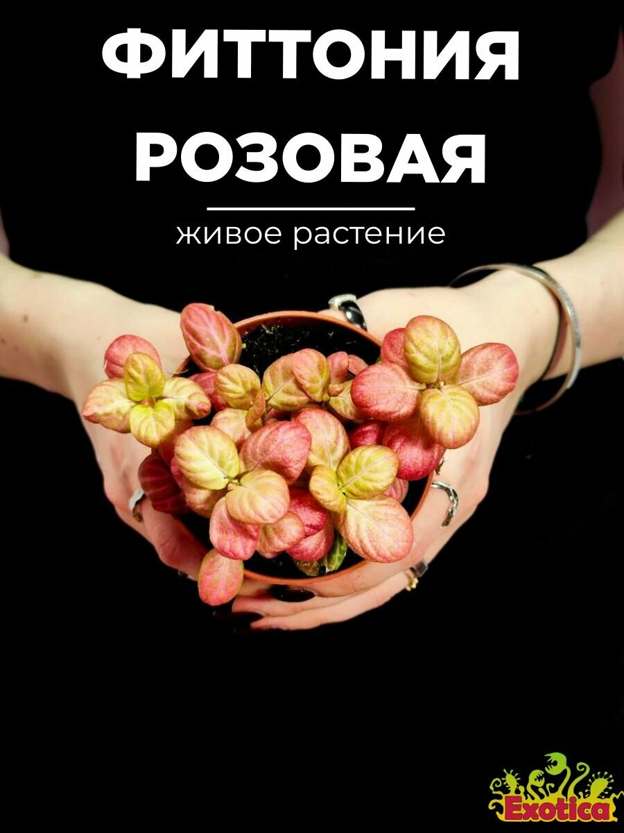 Фиттония Вершаффельта 