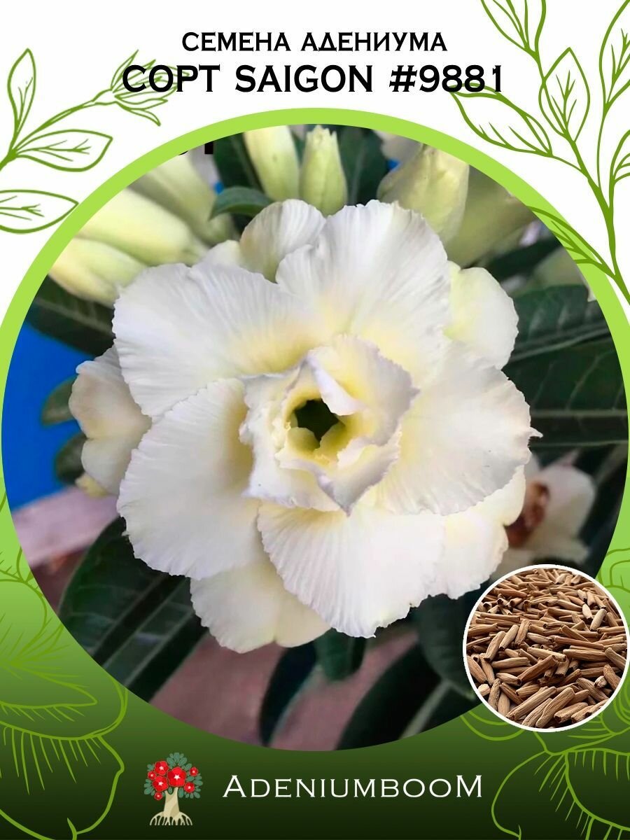 Семена Адениума Обесум от Saigon Adenium #9881 (4шт.) /семена редких комнатных цветов суккулентов многолетних цветущих растений/AdeniumBoom