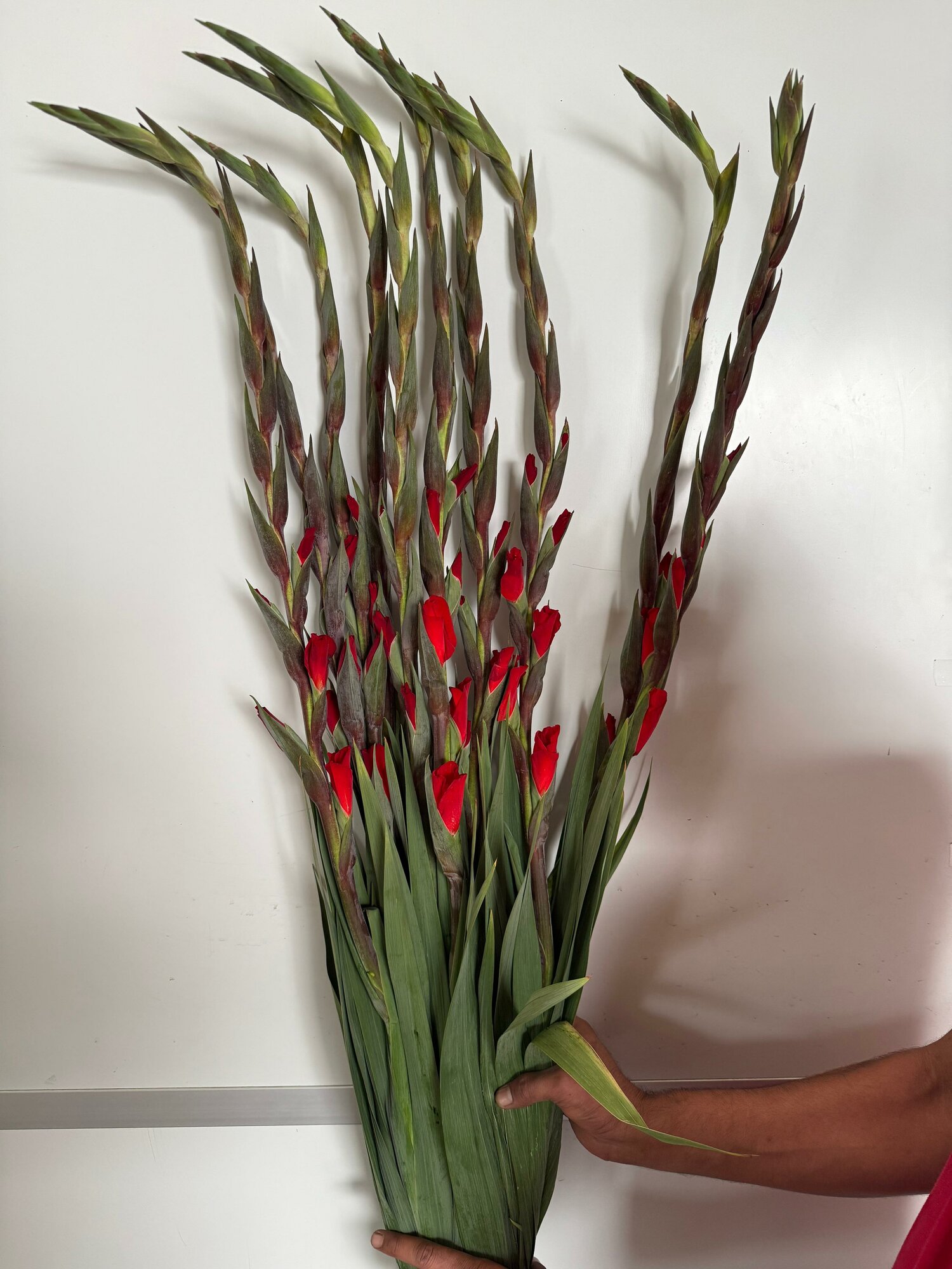 Гладиолус красный красивый букет цветов премиум букет цветы.