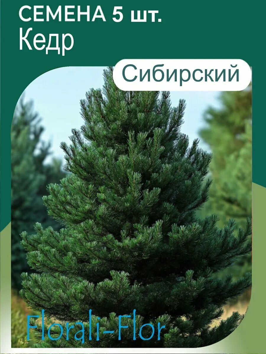 Семена Кедр Сибирский