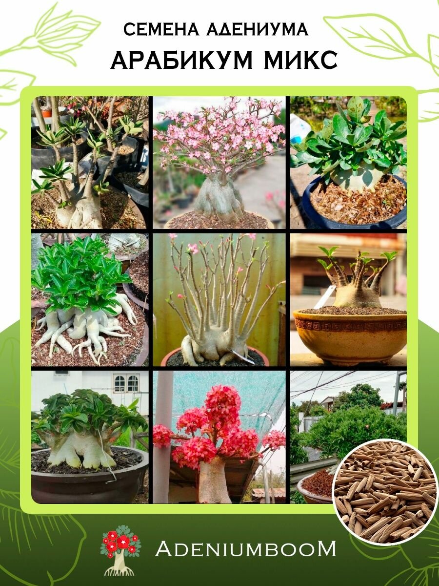 Семена Адениума Арабикум MIX 10 семян /семена редких комнатных цветов суккулентов многолетних цветущих растений/AdeniumBoom