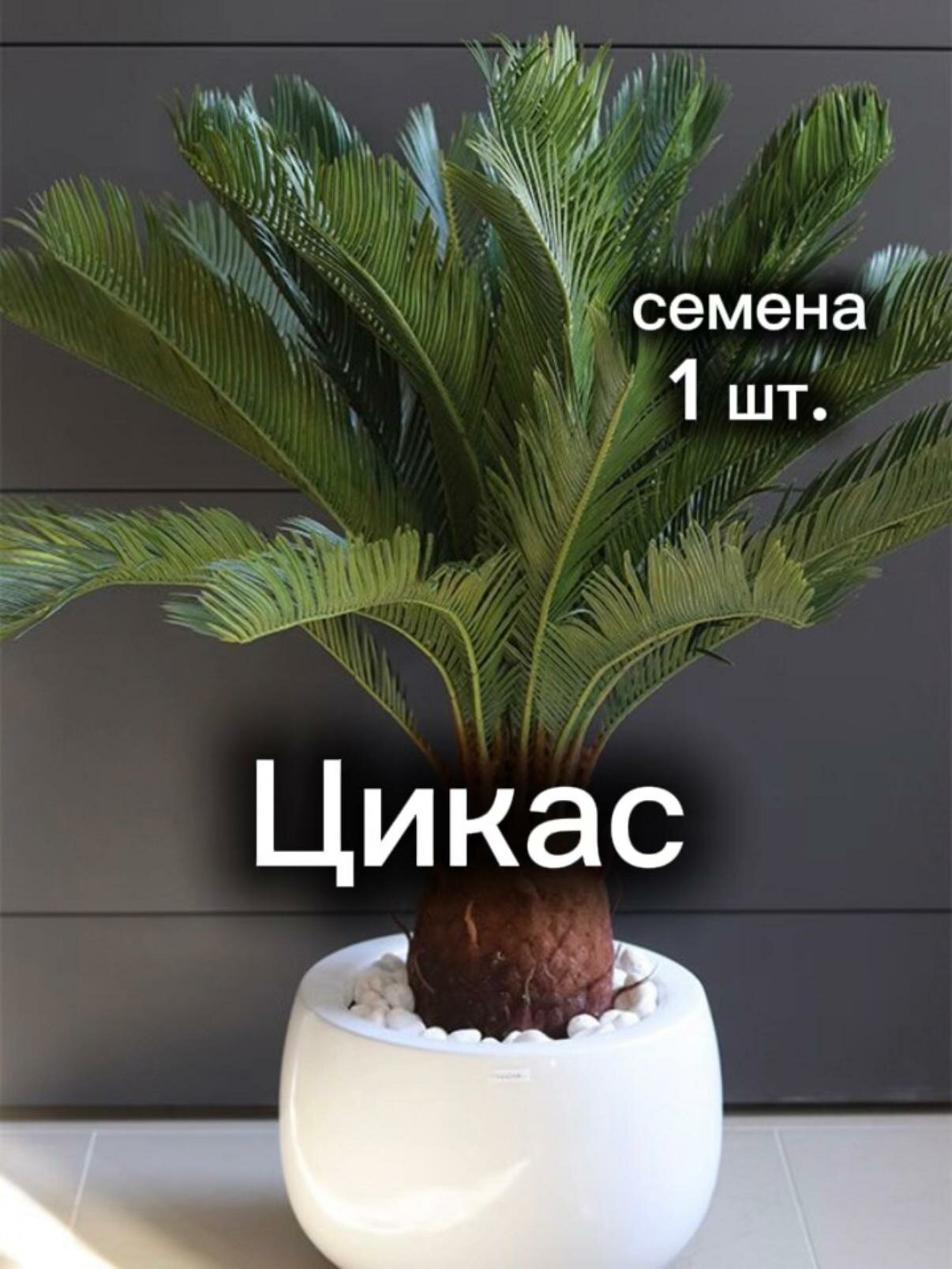 Цикас семена 1 шт.