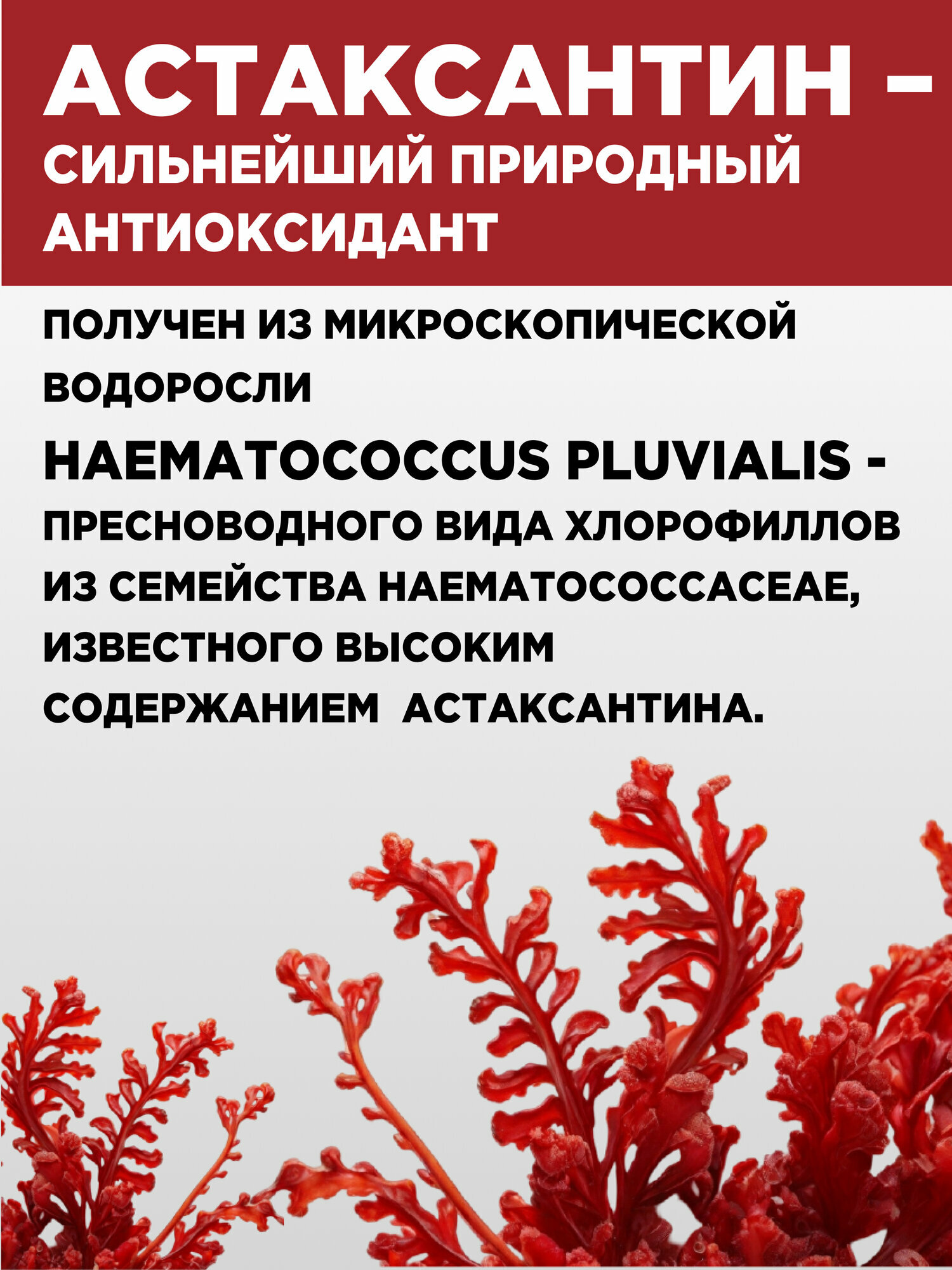 Астаксантин 5 мг PROTEIN.COMPANY, антиоксидант, для иммунитета, сохранения молодости, 60 таблеток — фото 1