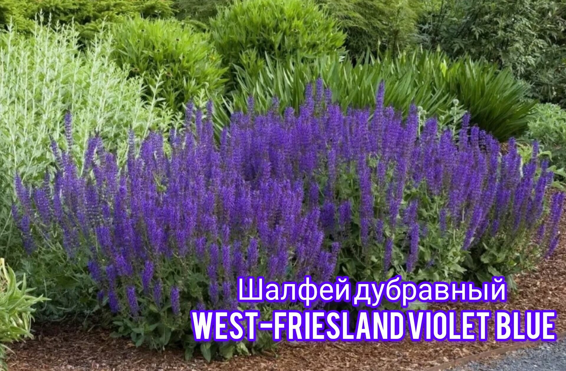Шалфей дубравный 'West-friesland violet blue'