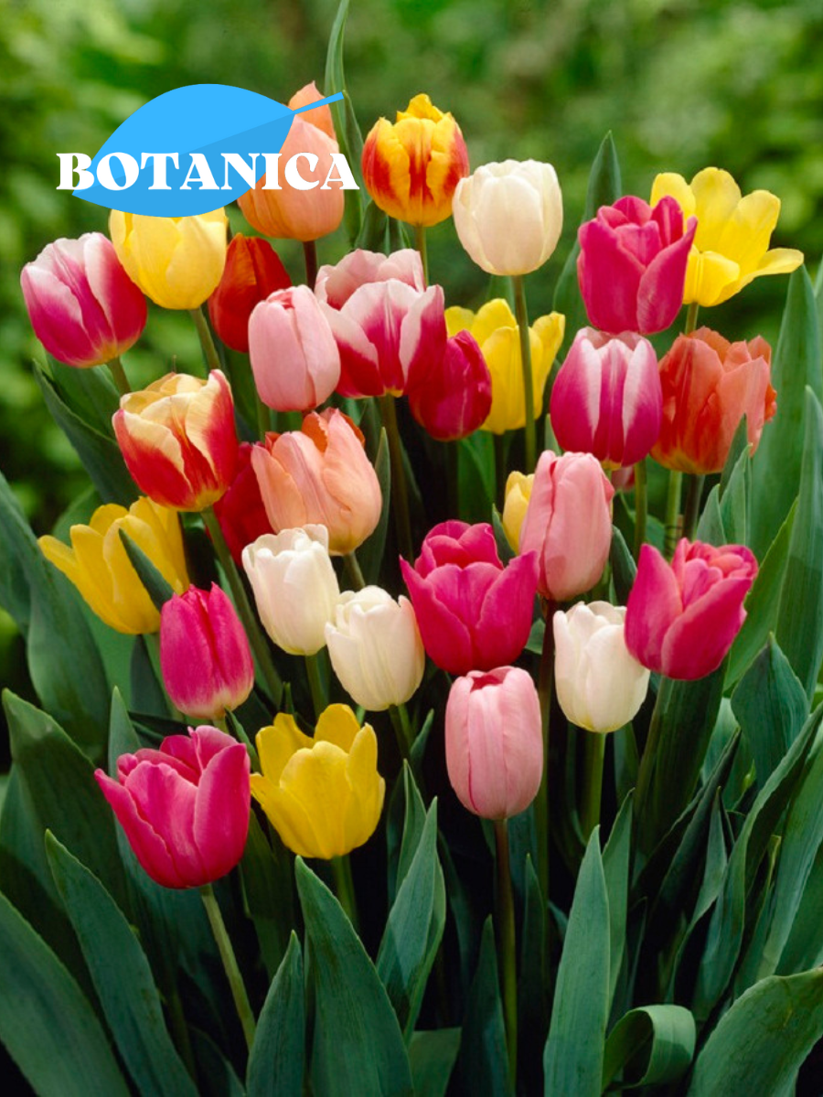 Луковицы цветов botanica garden Тюльпаны Микс 30 штук (разноцветный)