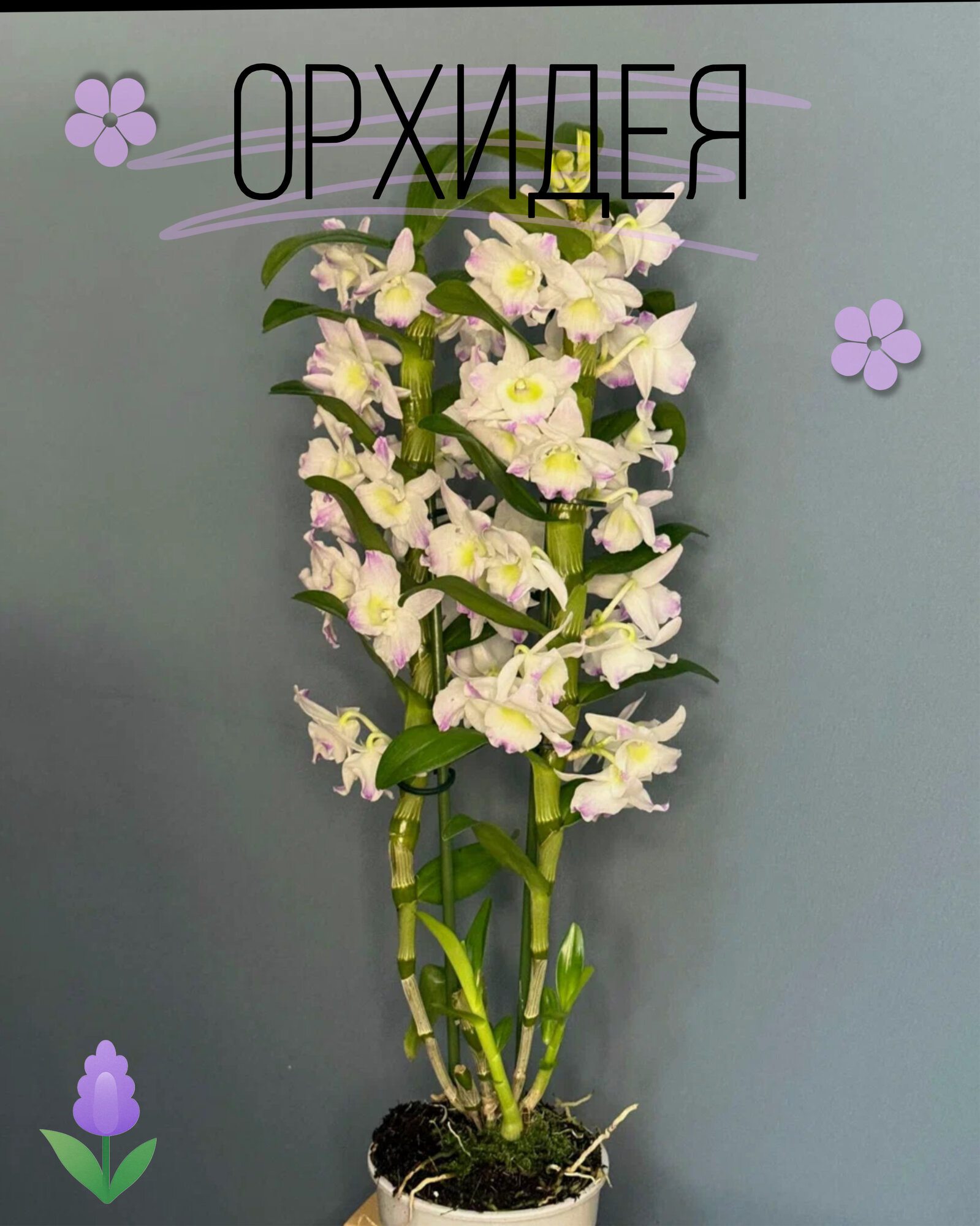 Орхидея Дендробиум Нобиле белый (Dendrobium nobile) — изысканная классика с восточным шармом  оригинал может отличаться от фото