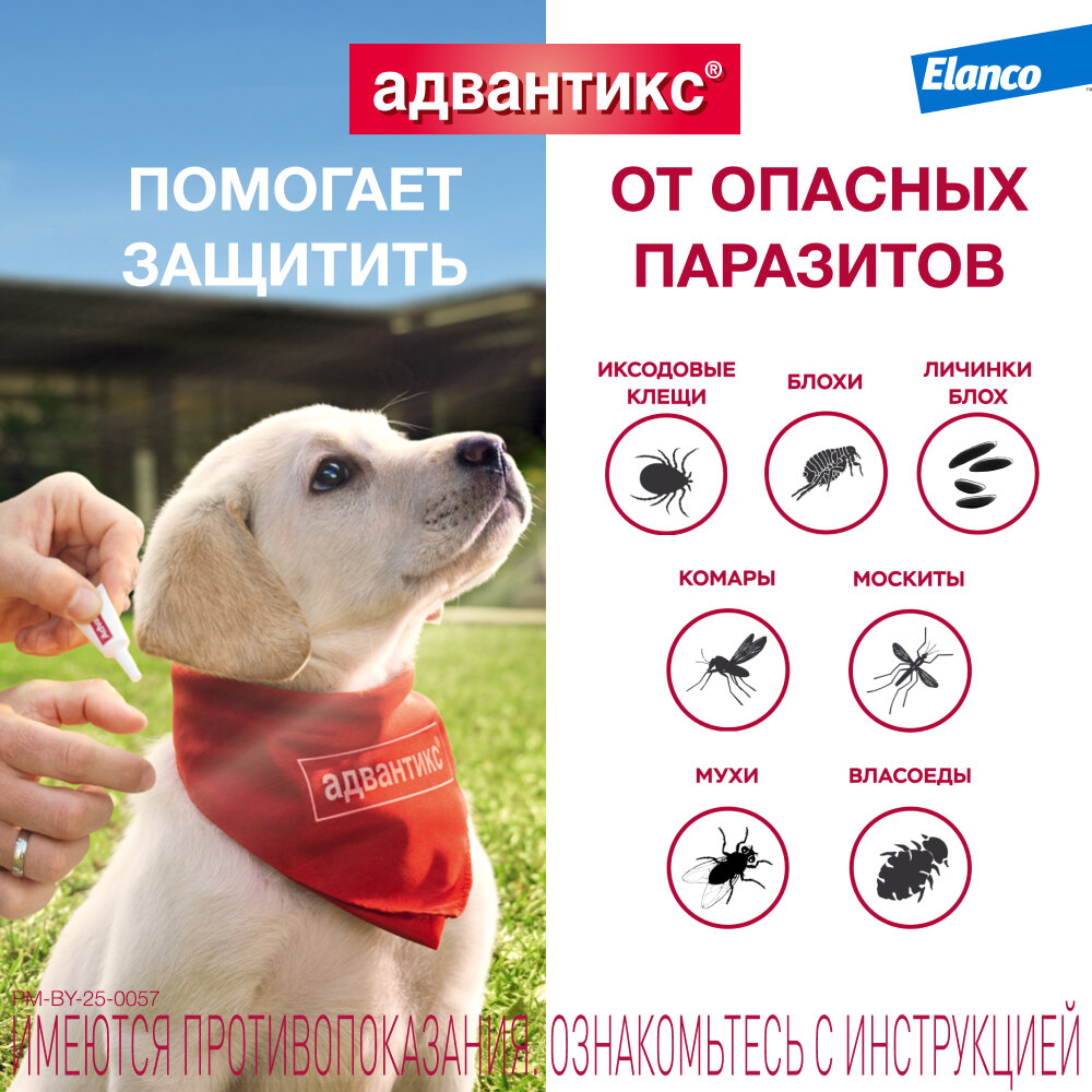 Адвантикс (Elanco)  для собак от 10 до 25 кг для защиты от блох, иксодовых клещей и летающих насекомых и переносимых ими заболеваний, 4 пипетки в упаковке — фото 1