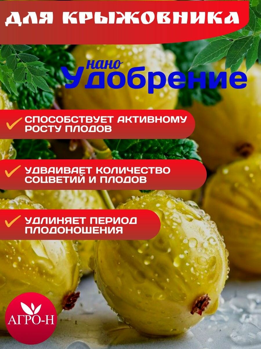 Урожай крупного и сладкого крыжовника