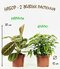 30см маранта и фикус грин...