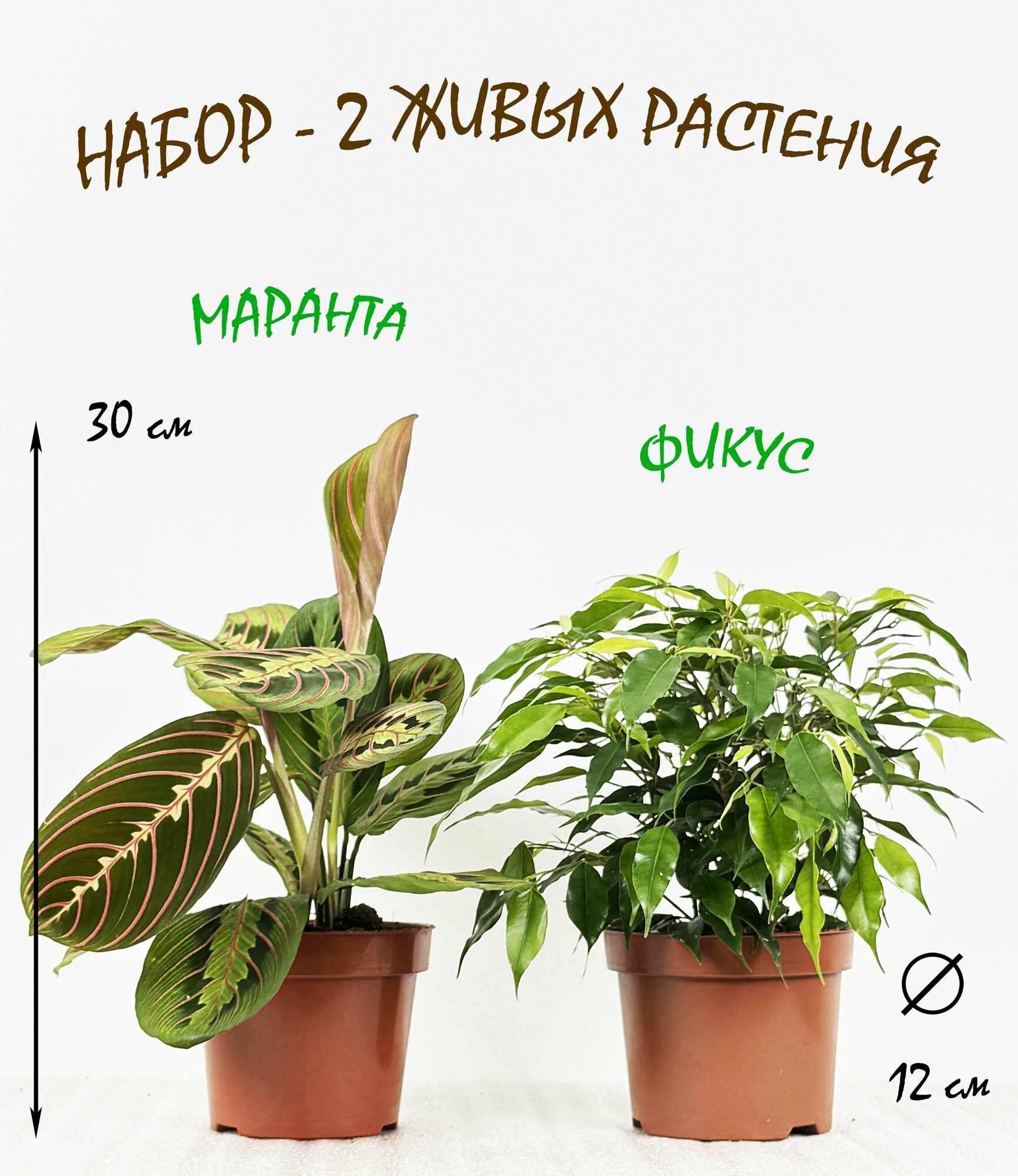 Набор - 2 растения: Маранта и Фикус Грин Кинки, высота 30см