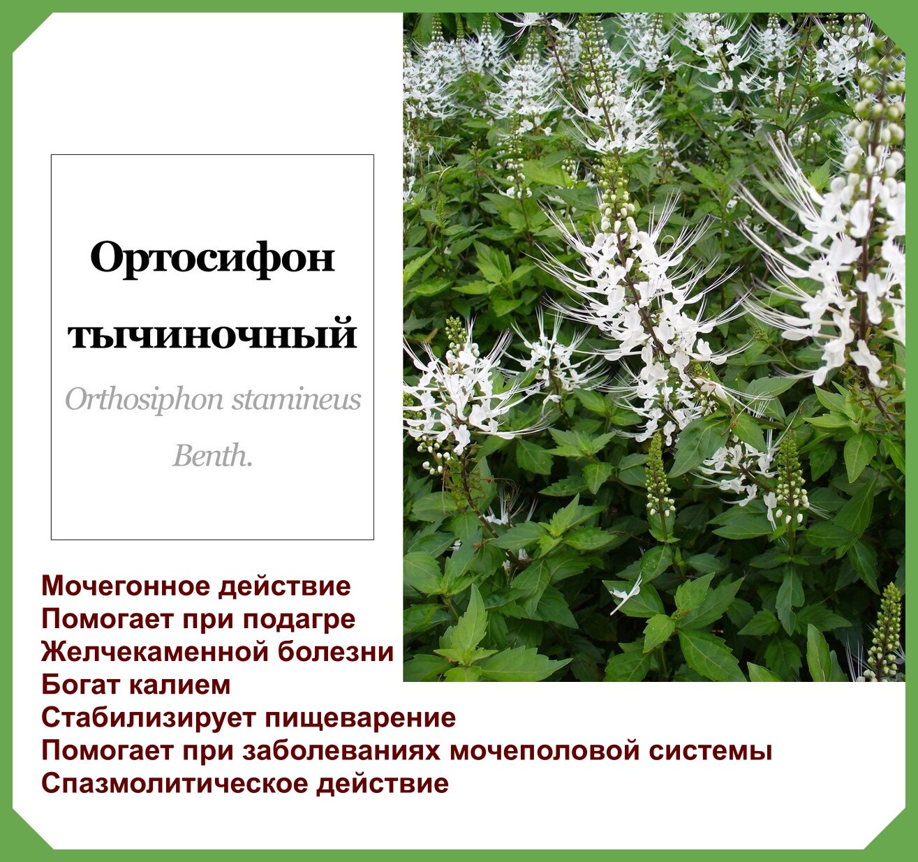 Изображение Ортосифона тычиночного (почечного чая) травяной сбор 20 фильтр-пакетов