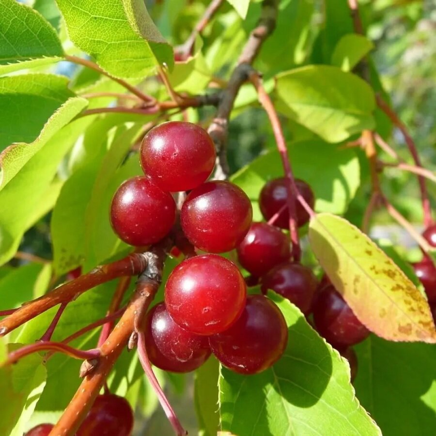 Семена Deodar SEEDS COMPANY Черемуха виргинская 10 шт.