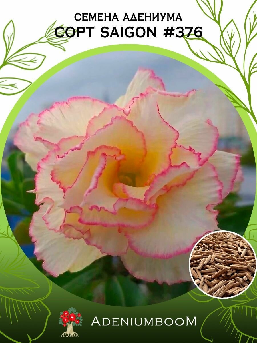 Семена Адениума Обесум от Saigon Adenium #376 (4шт.) /семена редких комнатных цветов суккулентов многолетних цветущих растений/AdeniumBoom