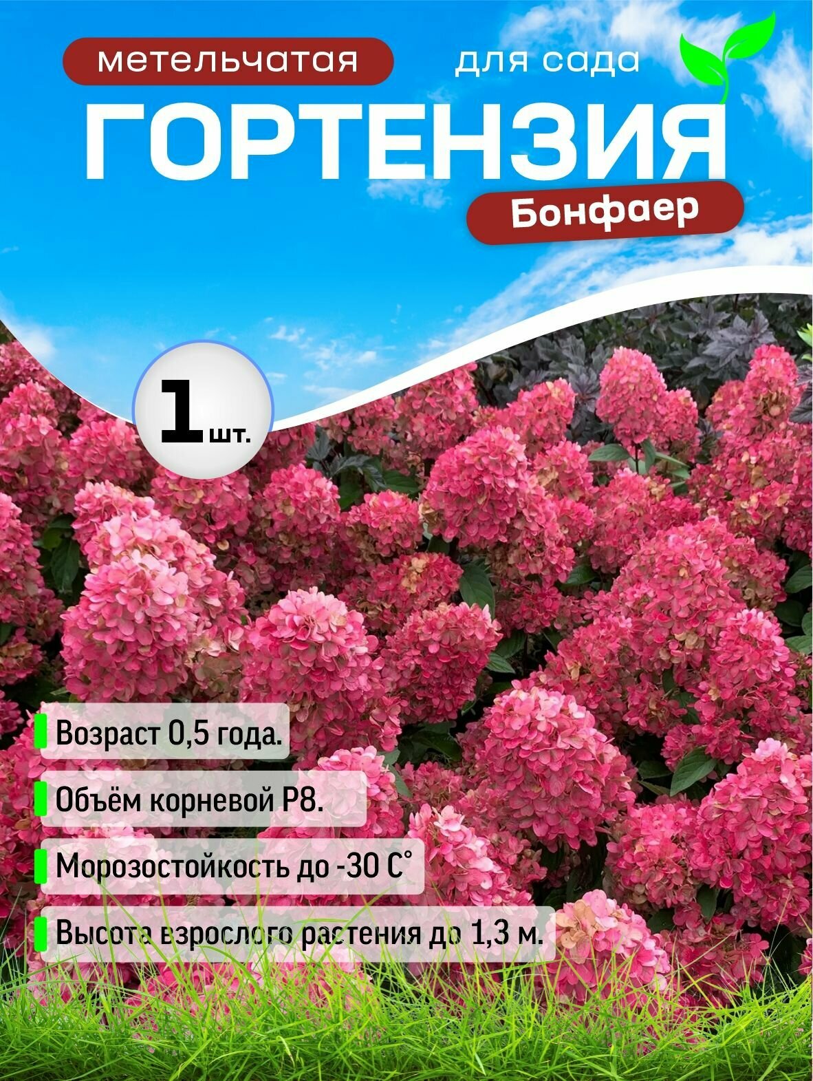 Гортензия Бонфаер  Bonfire   в горшке Р8  1 шт