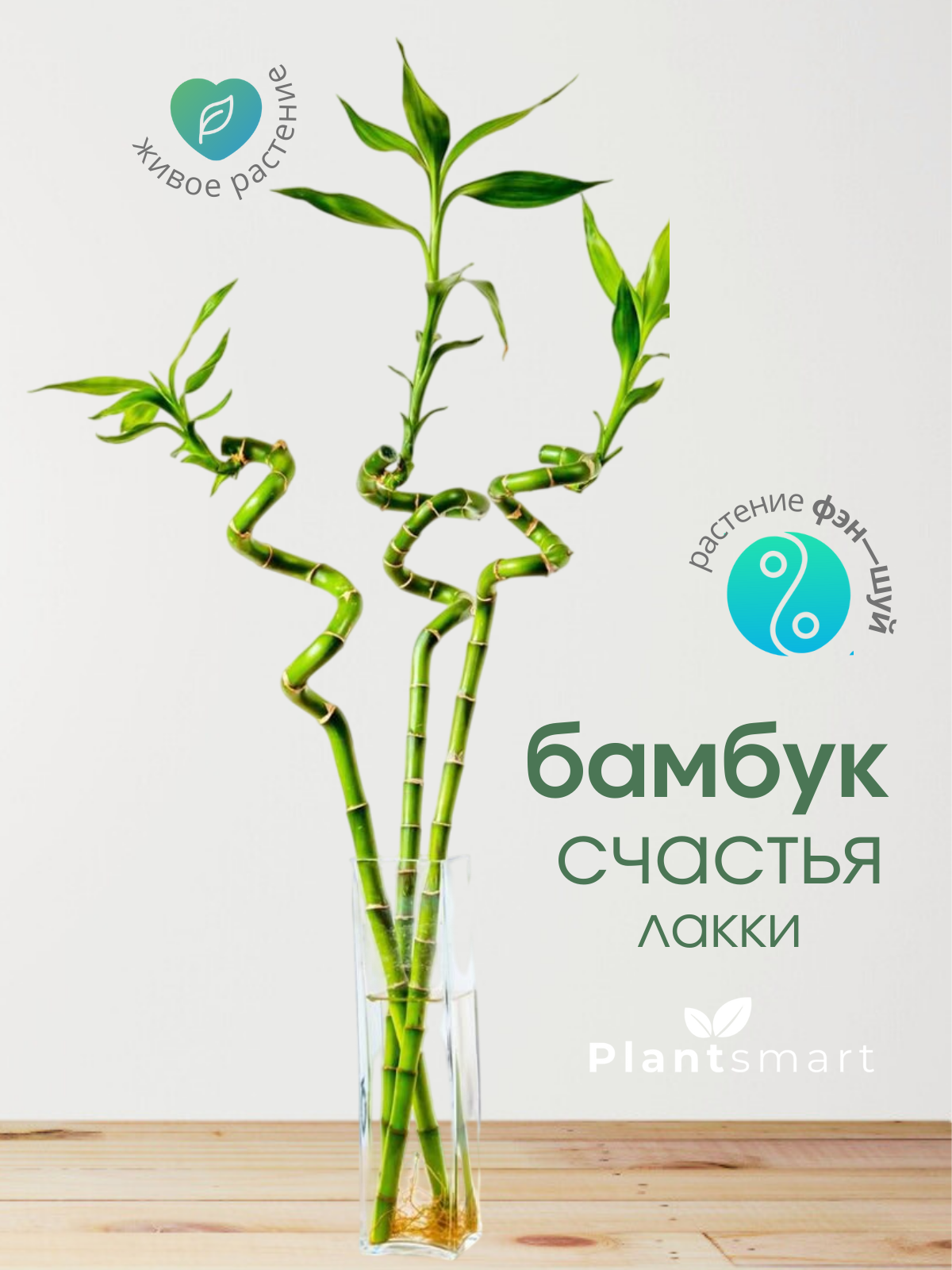 Бамбук счастья живое комнатное растение Бамбук Лакки спираль высота 40-50 см 1 шт