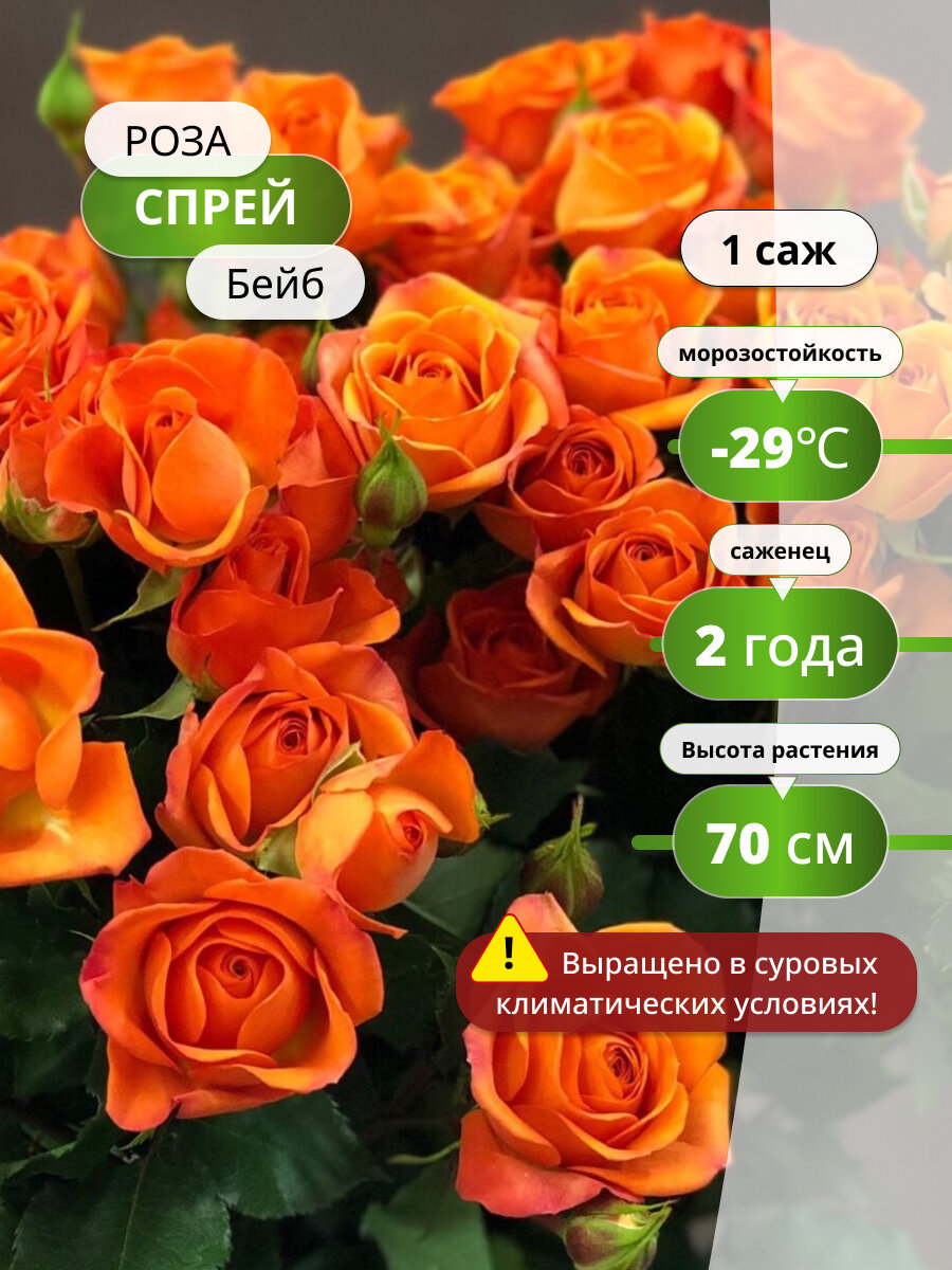 Роза Бейб спрей оранжевые цветы многолетние высота до 60см 1 саженец